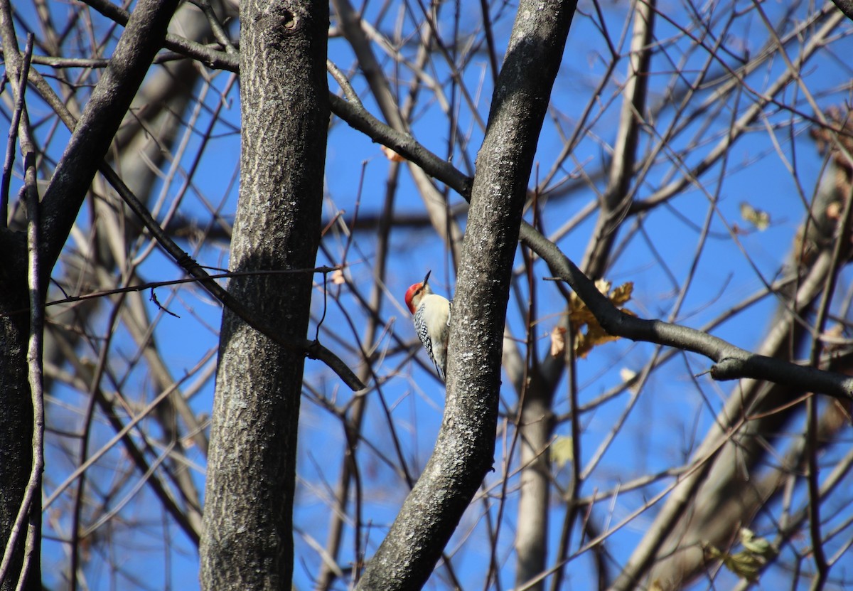 Red-bellied Woodpecker - ML124883851