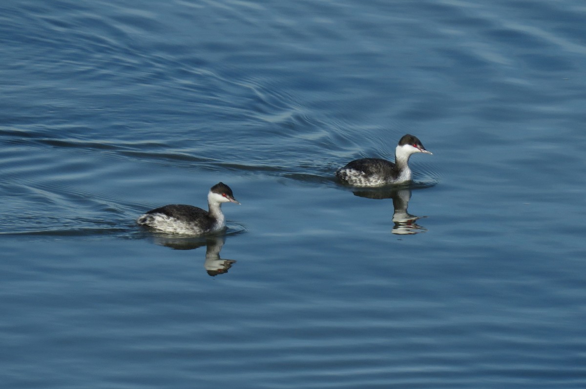 Horned Grebe - ML124883971
