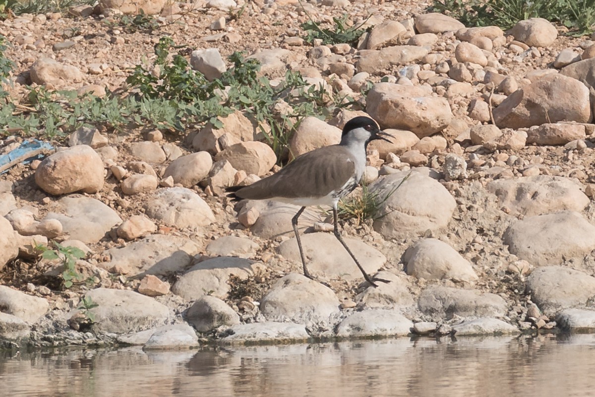 Avefría sp. - ML124883991