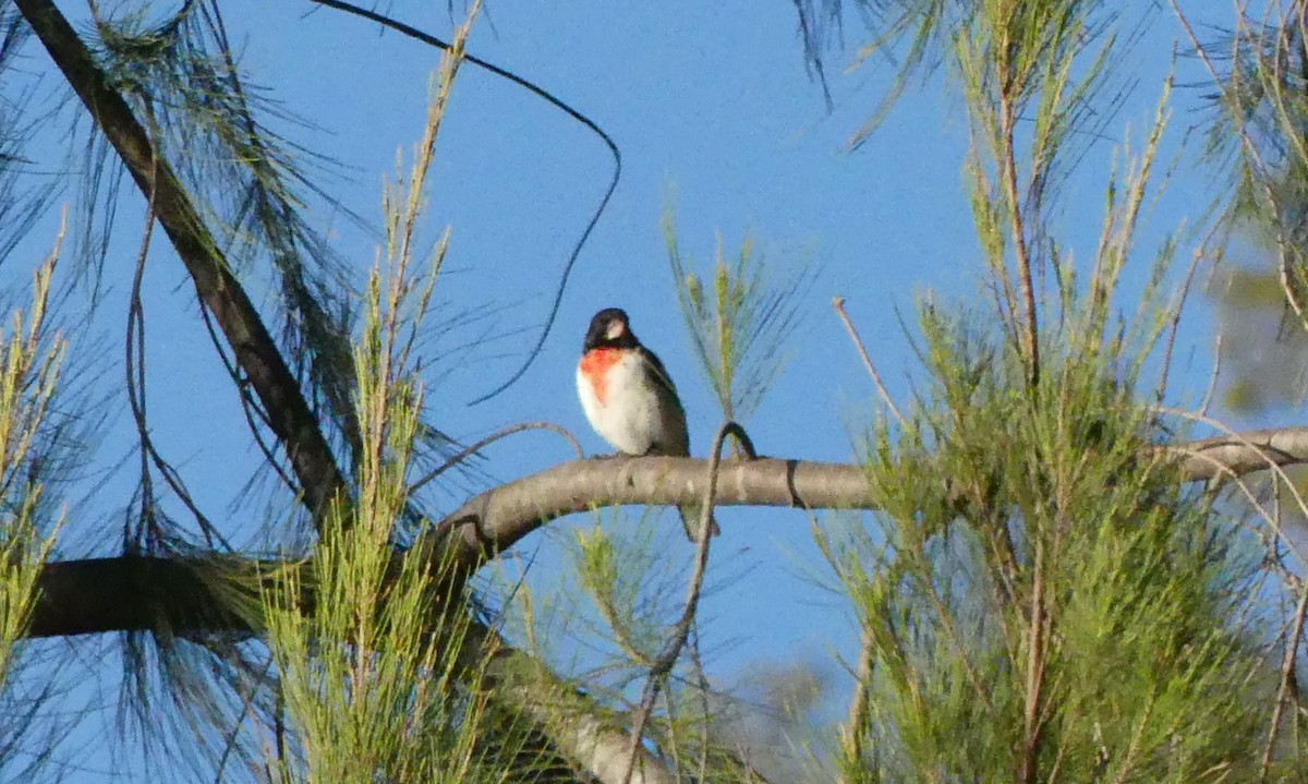 Rose-breasted Grosbeak - ML124884921