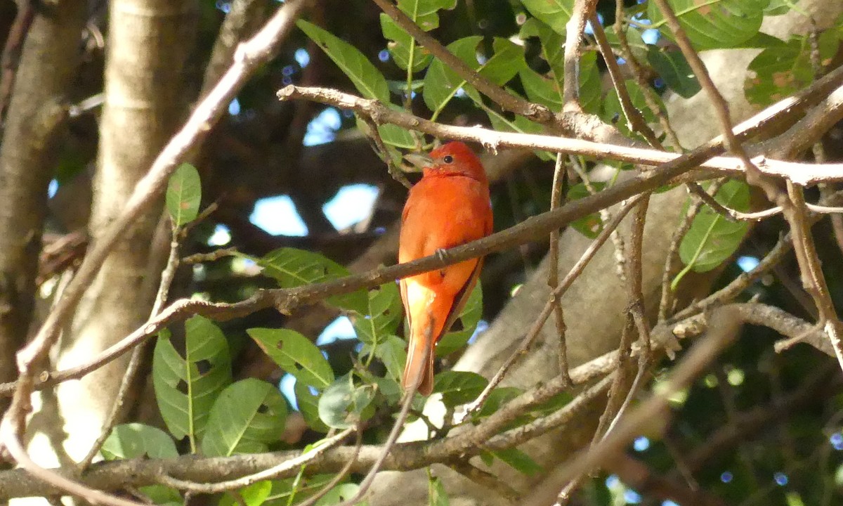 Summer Tanager - ML124884961