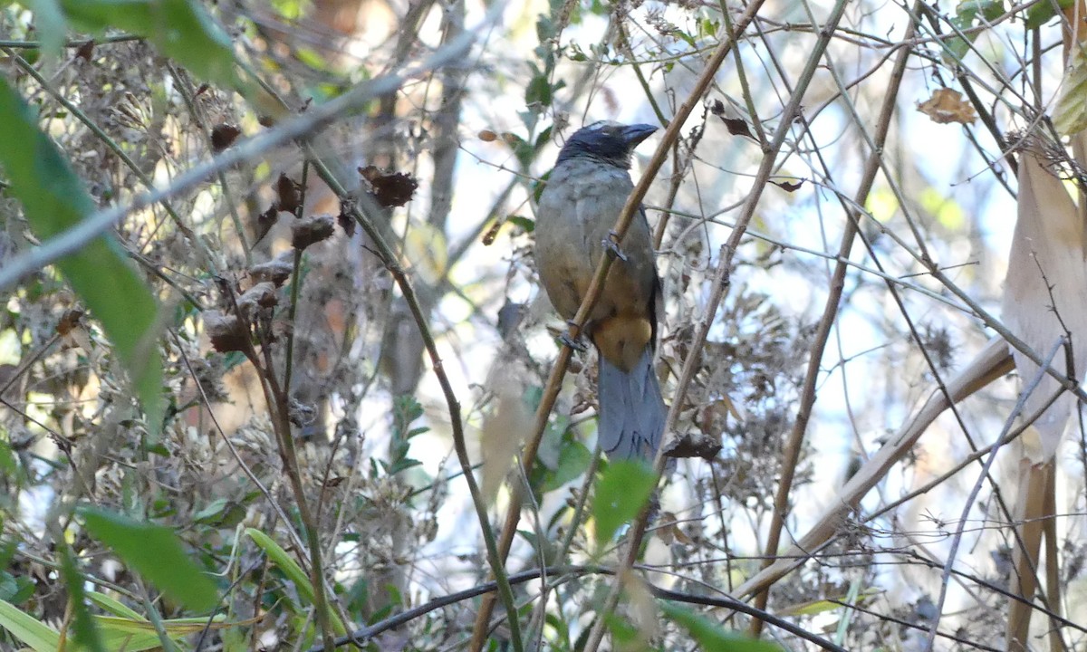 Cinnamon-bellied Saltator - ML124885061