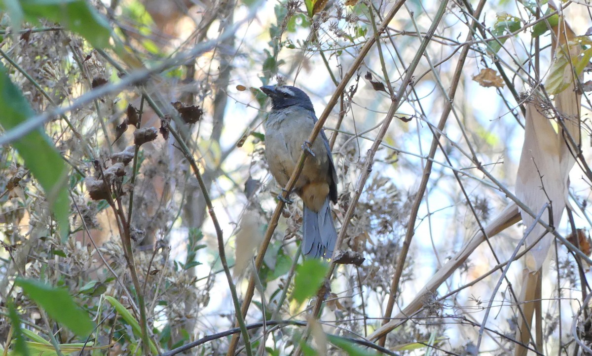 Cinnamon-bellied Saltator - ML124885071