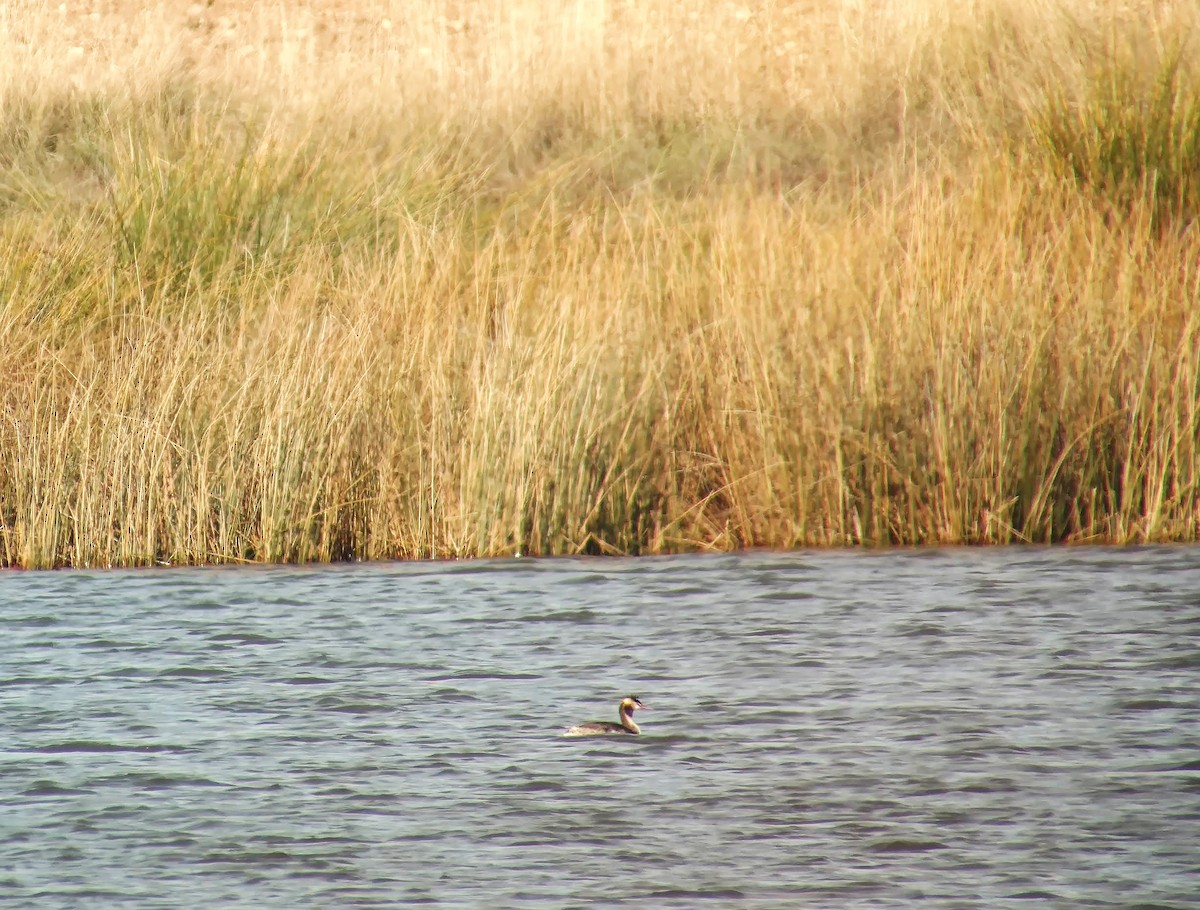 Great Crested Grebe - ML124889061