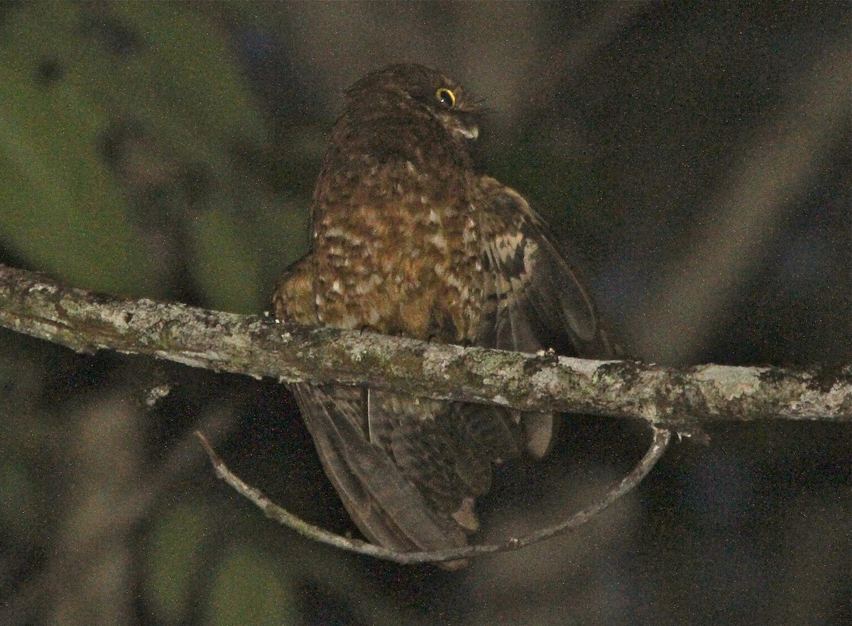 White-spotted Boobook (undescribed form) - ML124890071