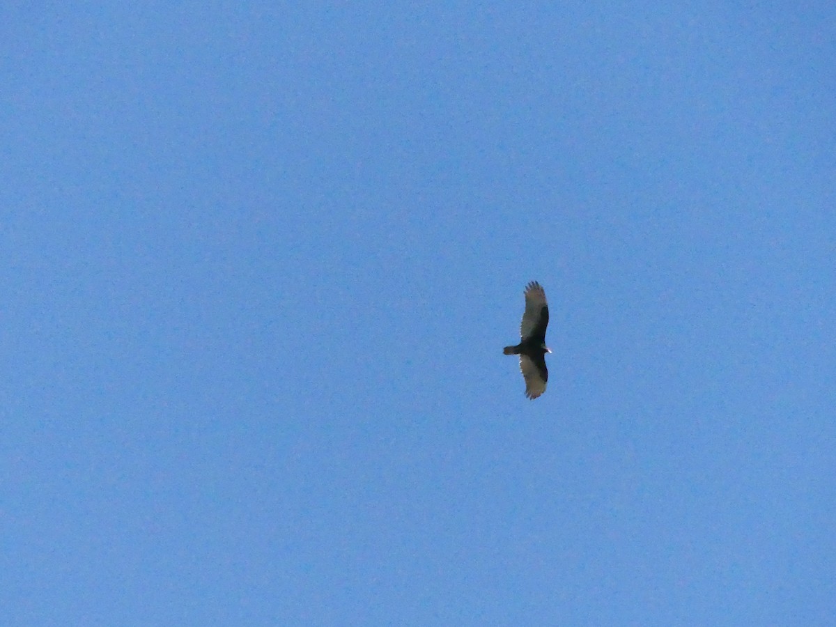 Turkey Vulture - ML124893511