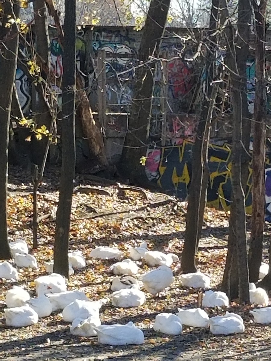 Domestic goose sp. (Domestic type) - ML124894241