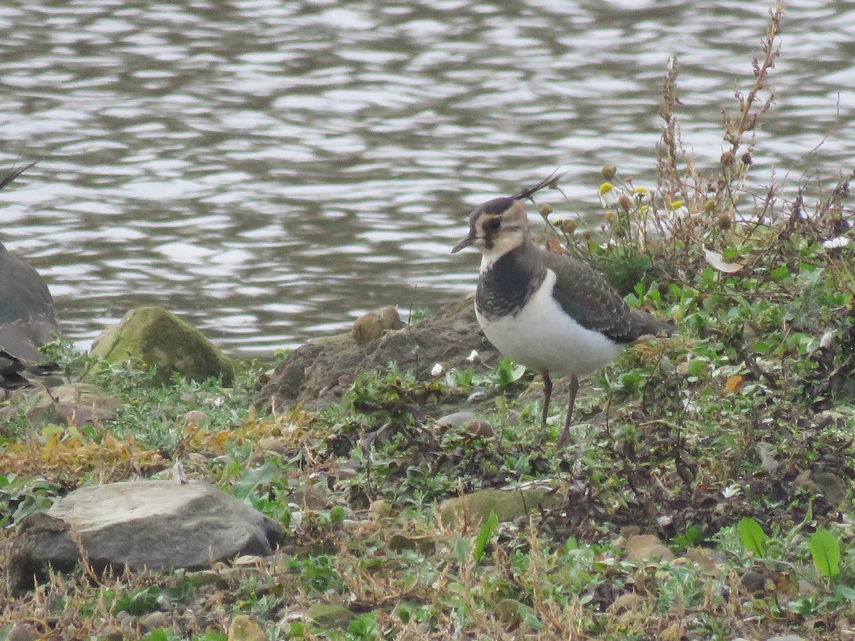 Northern Lapwing - Keith Robson