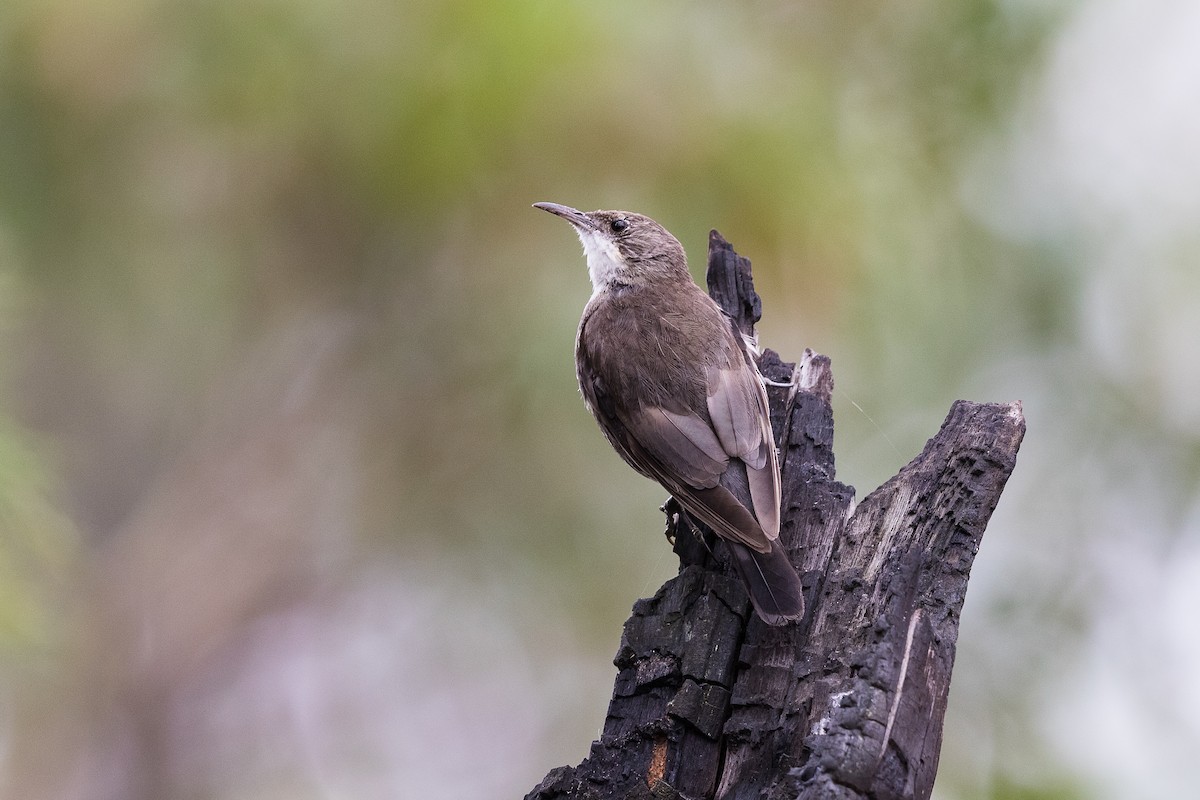 White-throated Treecreeper - ML124896031