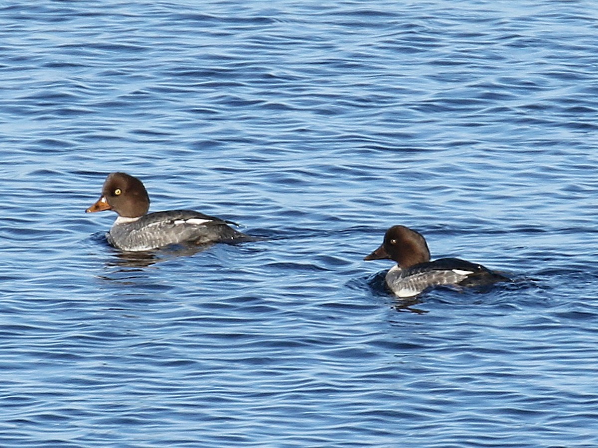 Barrow's Goldeneye - ML124896751