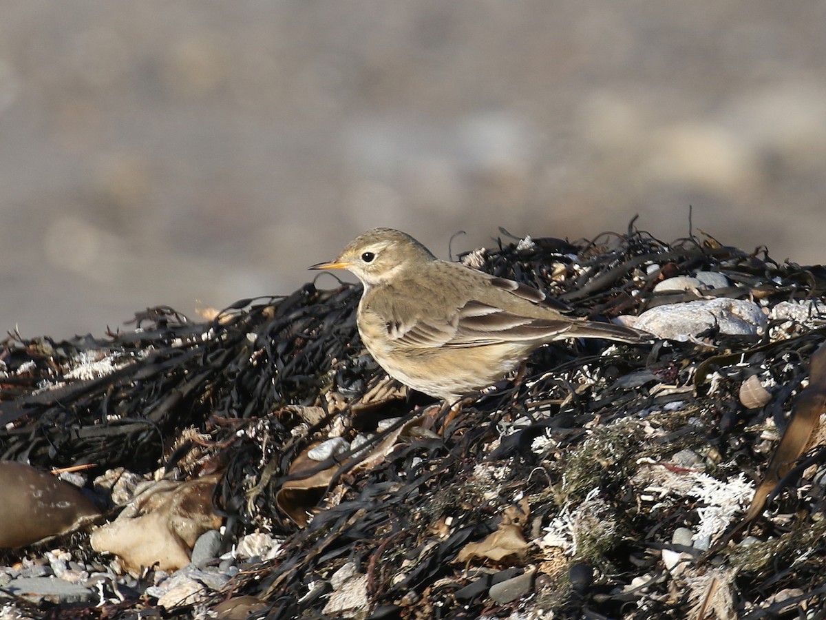 Pipit d'Amérique - ML124897001