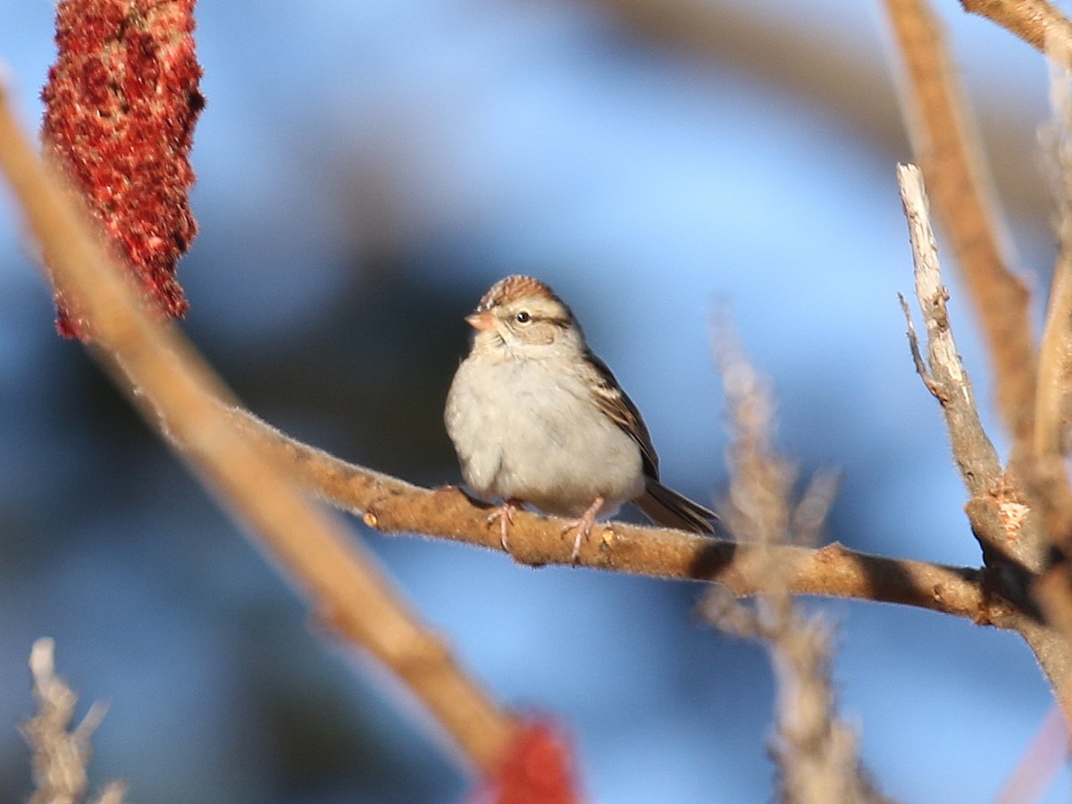 Chipping Sparrow - Stephen Mirick