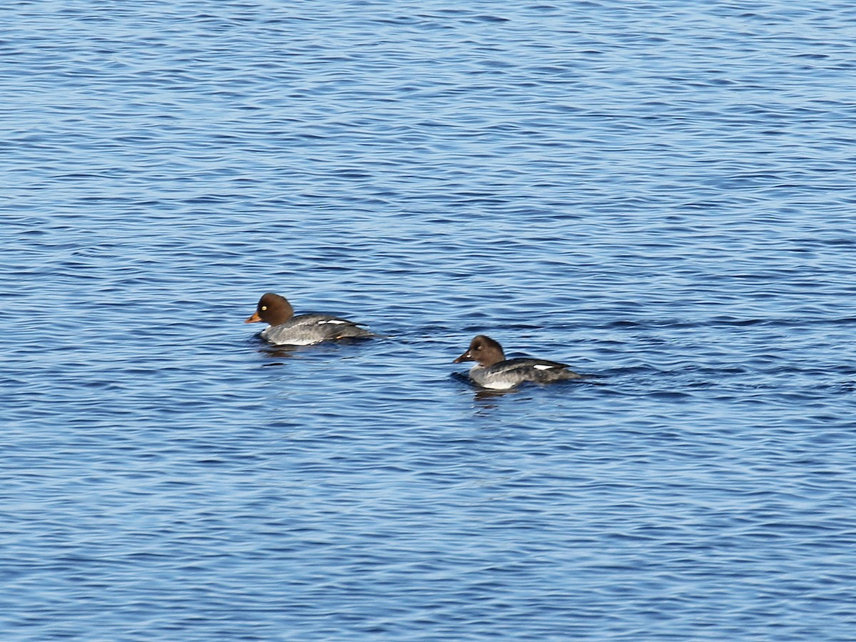 Barrow's Goldeneye - ML124897591