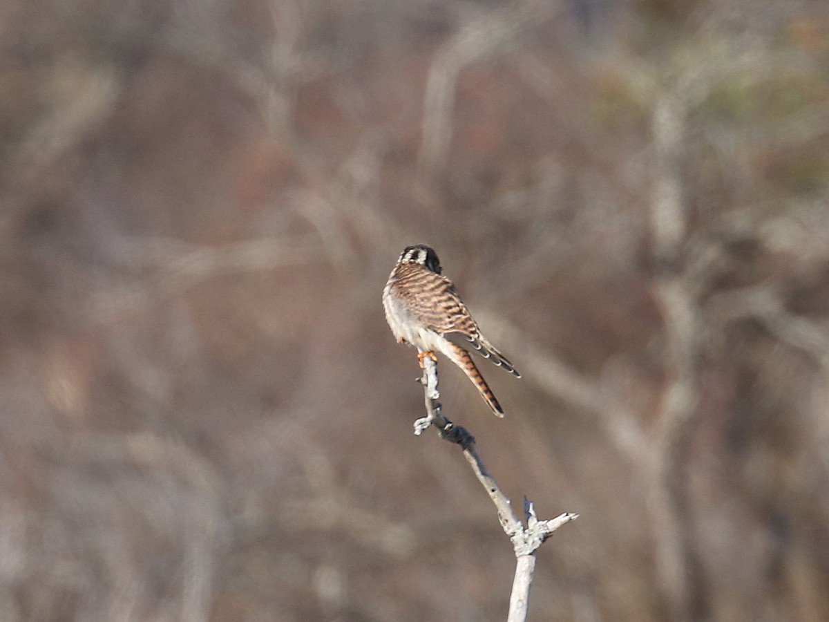 American Kestrel - ML124898501