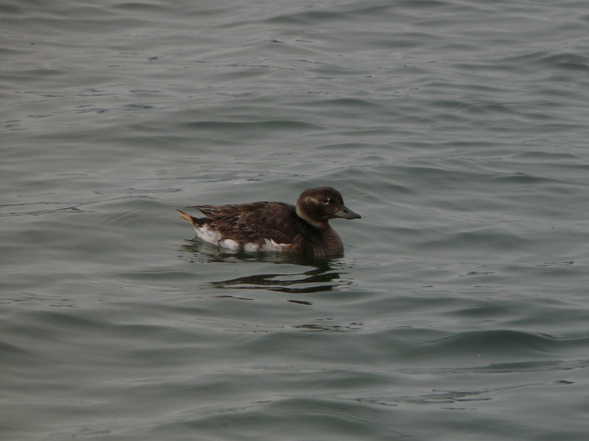 Long-tailed Duck - ML124899121