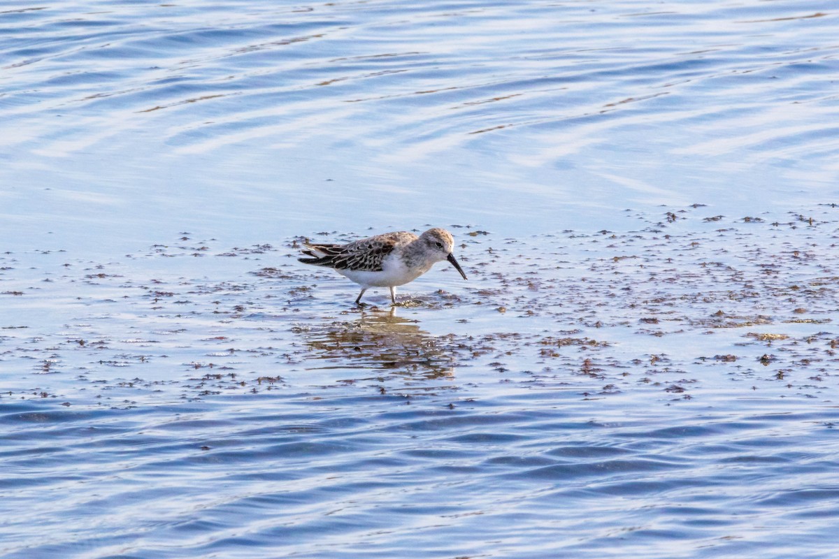 Bergstrandläufer - ML124902691