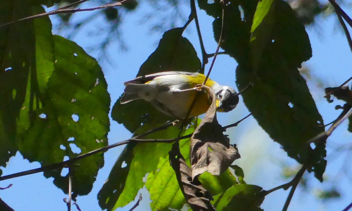 Crescent-chested Warbler - ML124902981