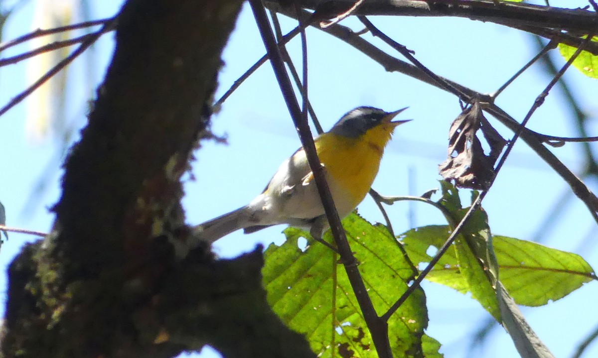 Crescent-chested Warbler - ML124902991