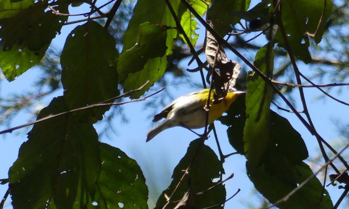 Crescent-chested Warbler - Peter Dunwiddie