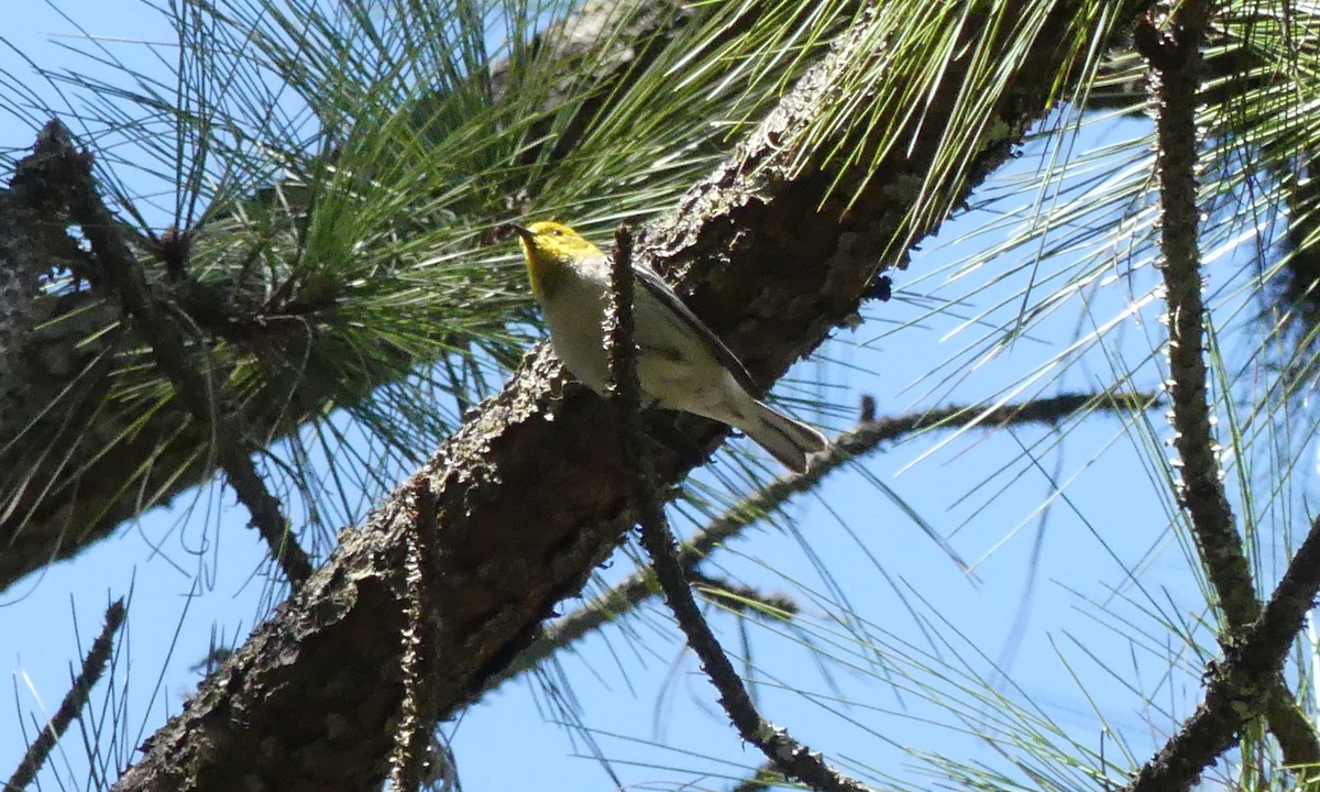 Crescent-chested Warbler - Peter Dunwiddie