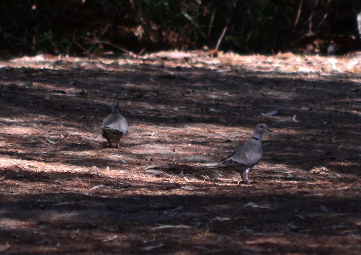 Eurasian Collared-Dove - ML124903131