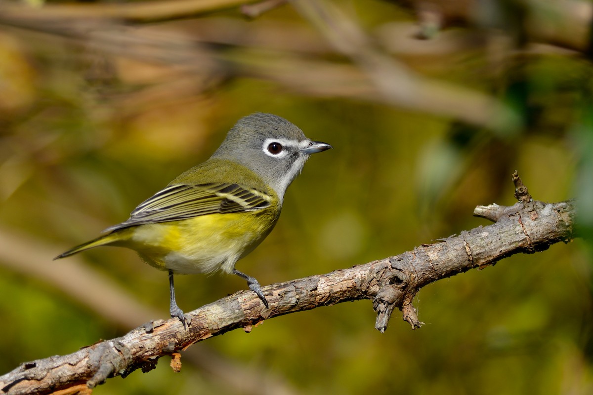 Blue-headed Vireo - ML124903591