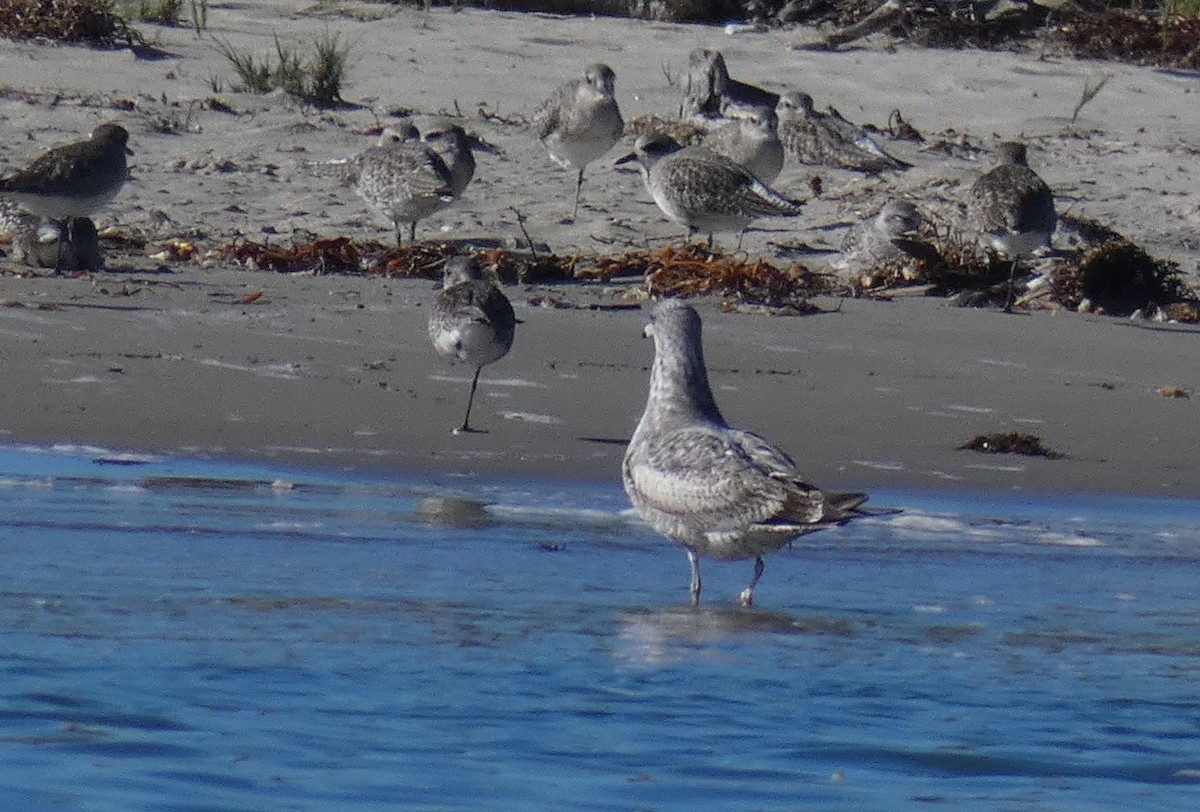 California Gull - ML124903751