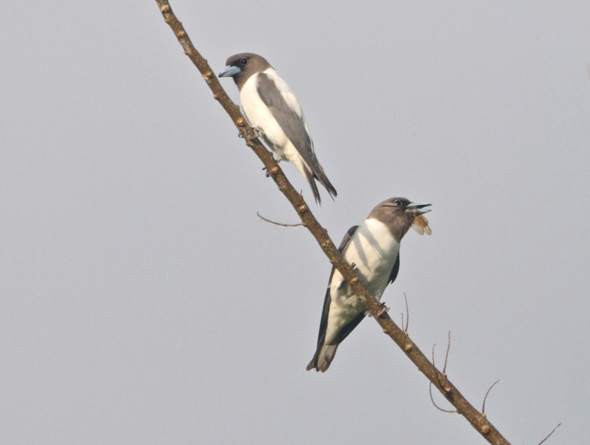 Ivory-backed Woodswallow - Don Roberson