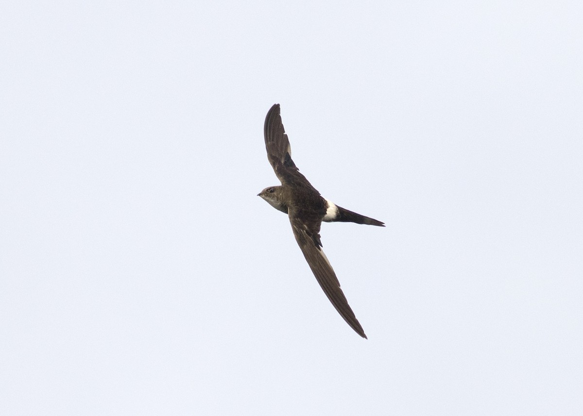 Pacific Swift - ML124904991