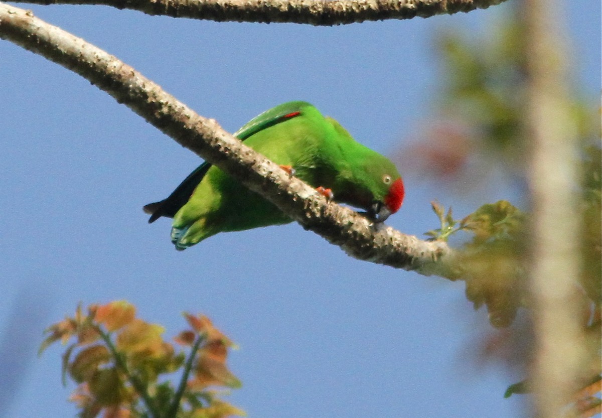 Sulawesi Hanging-Parrot - ML124907181