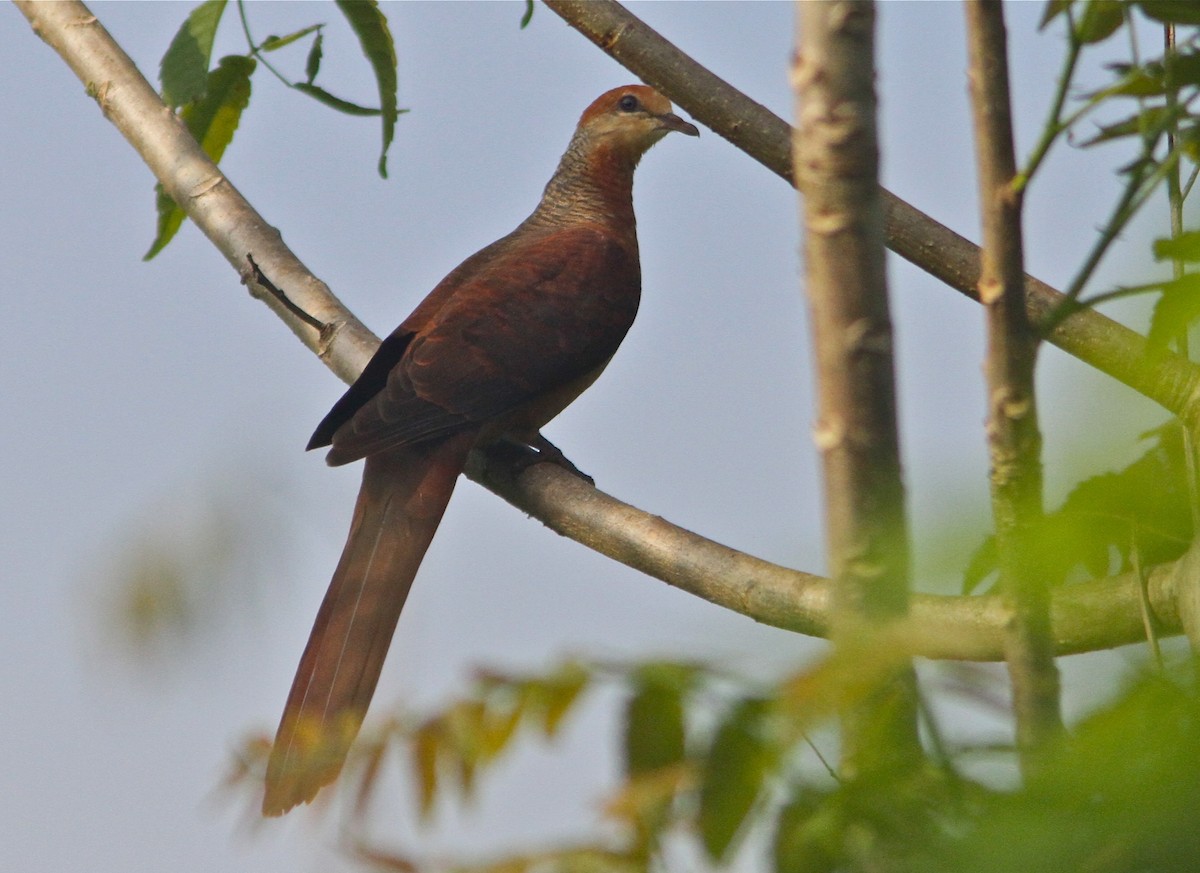 Sultan's Cuckoo-Dove (Sulawesi) - ML124907911