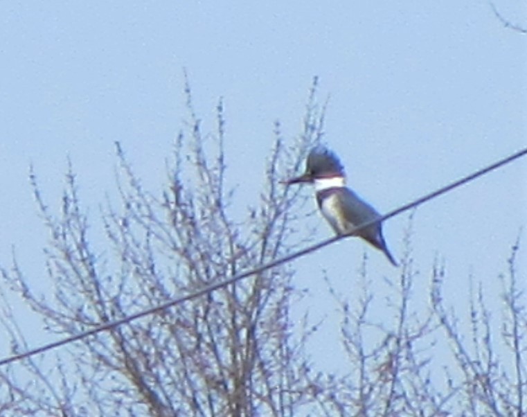 Belted Kingfisher - ML124911421