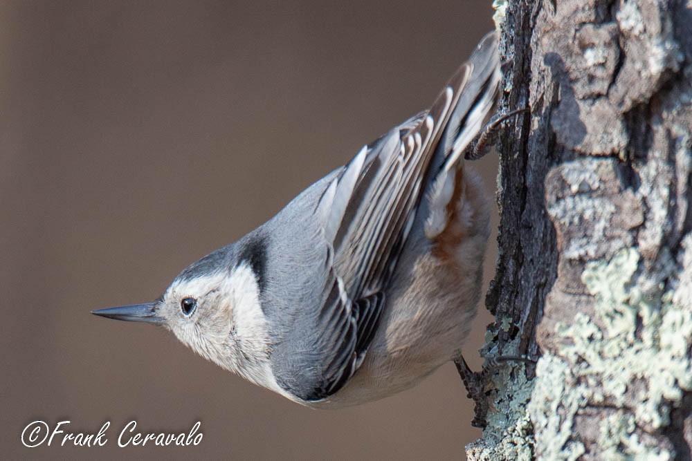 hvitbrystspettmeis (carolinensis) - ML124911431