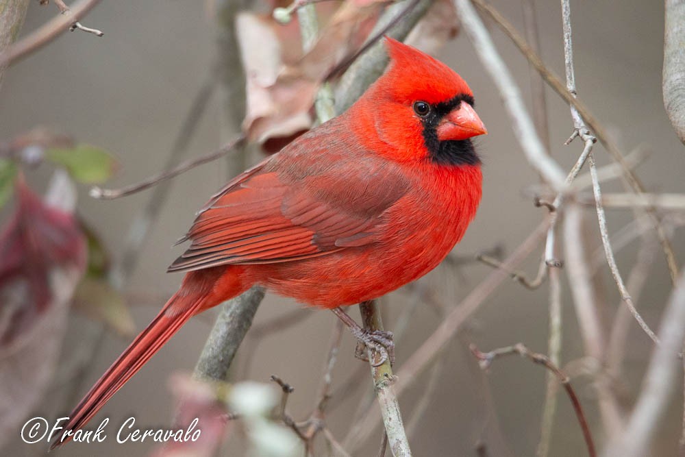 Cardinal rouge - ML124911451