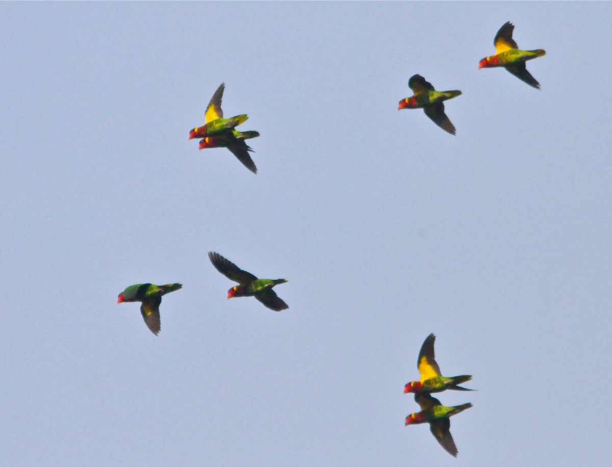 Ornate Lorikeet - ML124911641