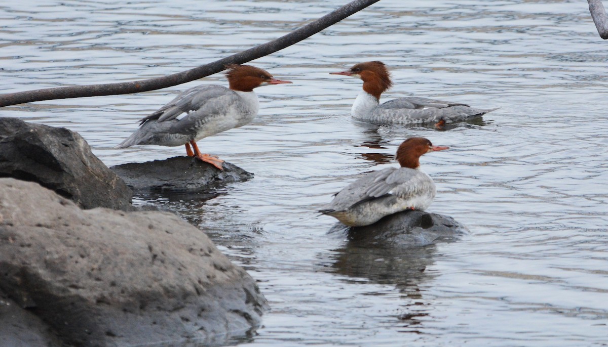 Common Merganser - Mark  Ludwick