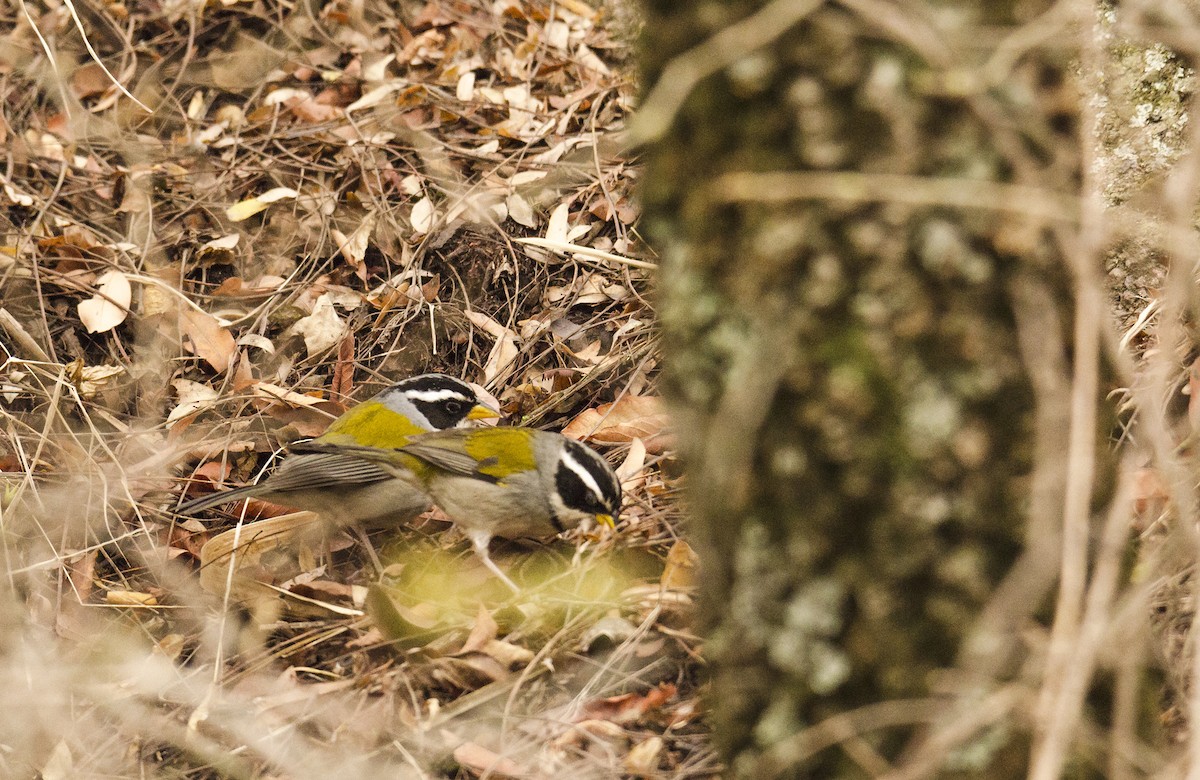 Moss-backed Sparrow - ML124914191