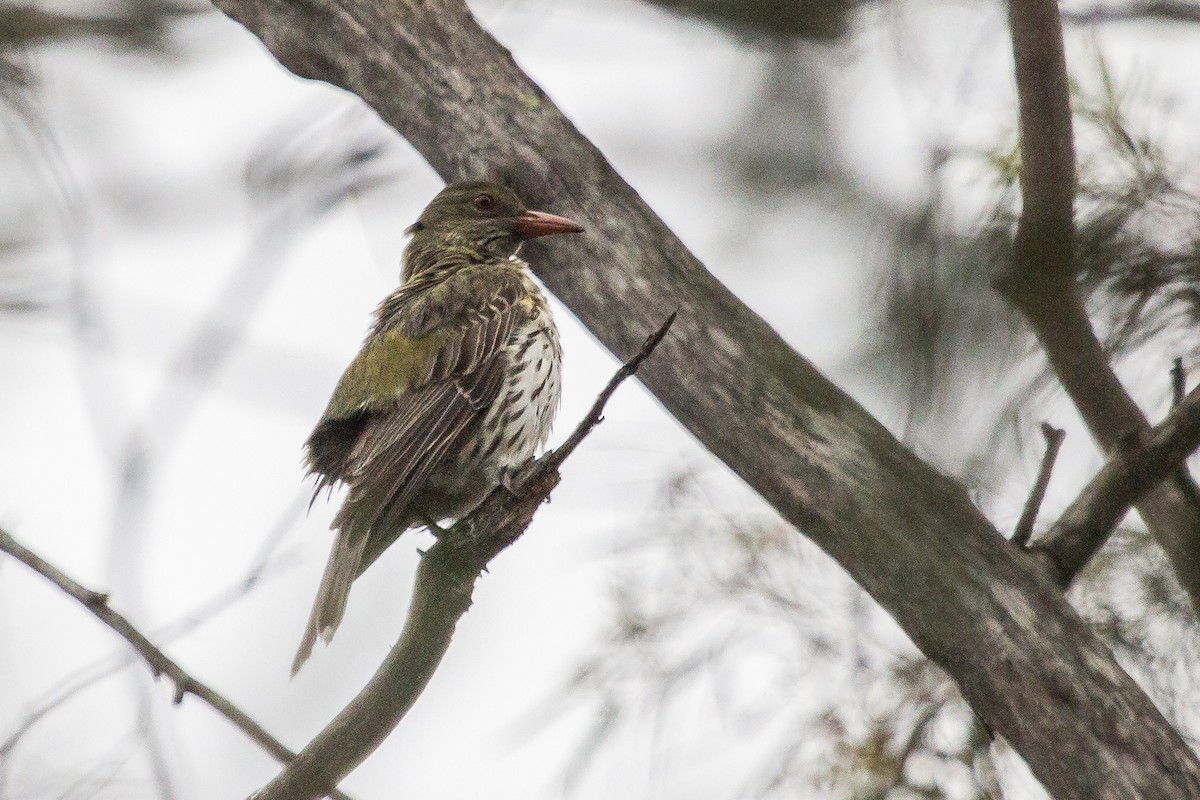 Olive-backed Oriole - ML124914221