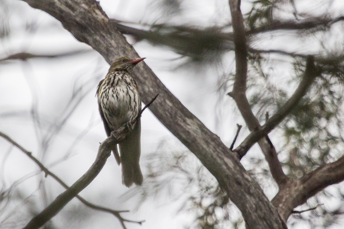 Olive-backed Oriole - Ramit Singal