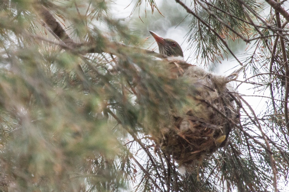 Olive-backed Oriole - ML124914271