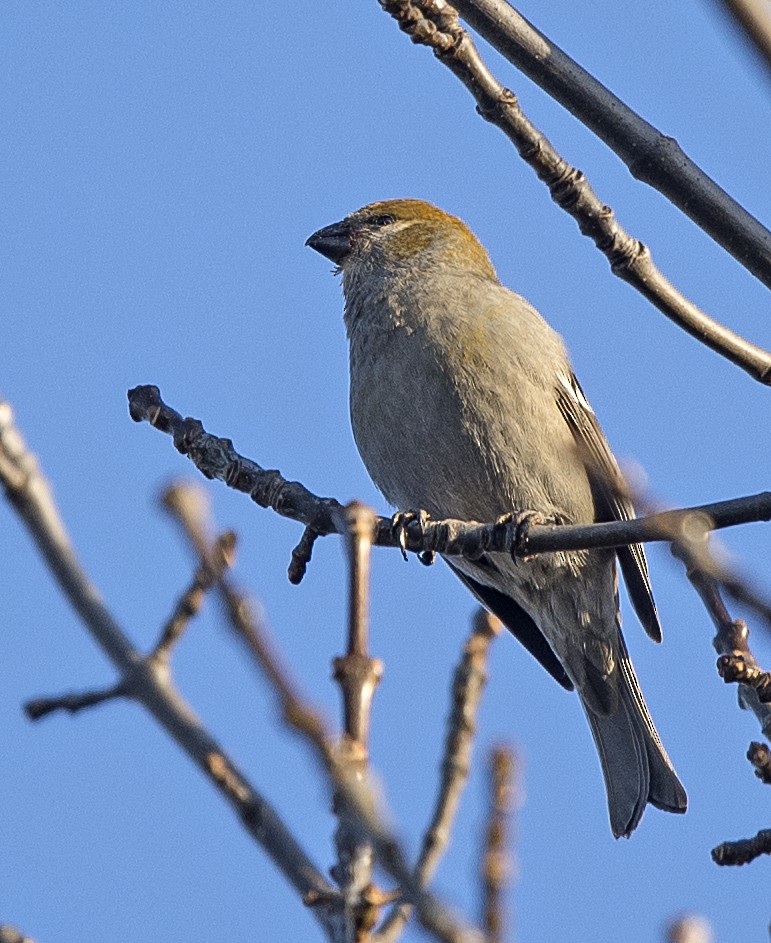 Pine Grosbeak - Willie D'Anna