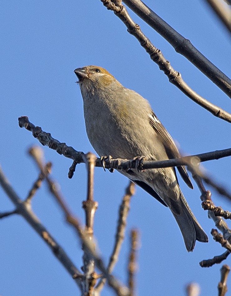 Pine Grosbeak - Willie D'Anna
