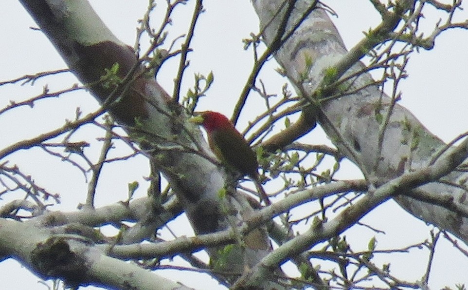 Scharlachkopf-Bartvogel - ML124915371