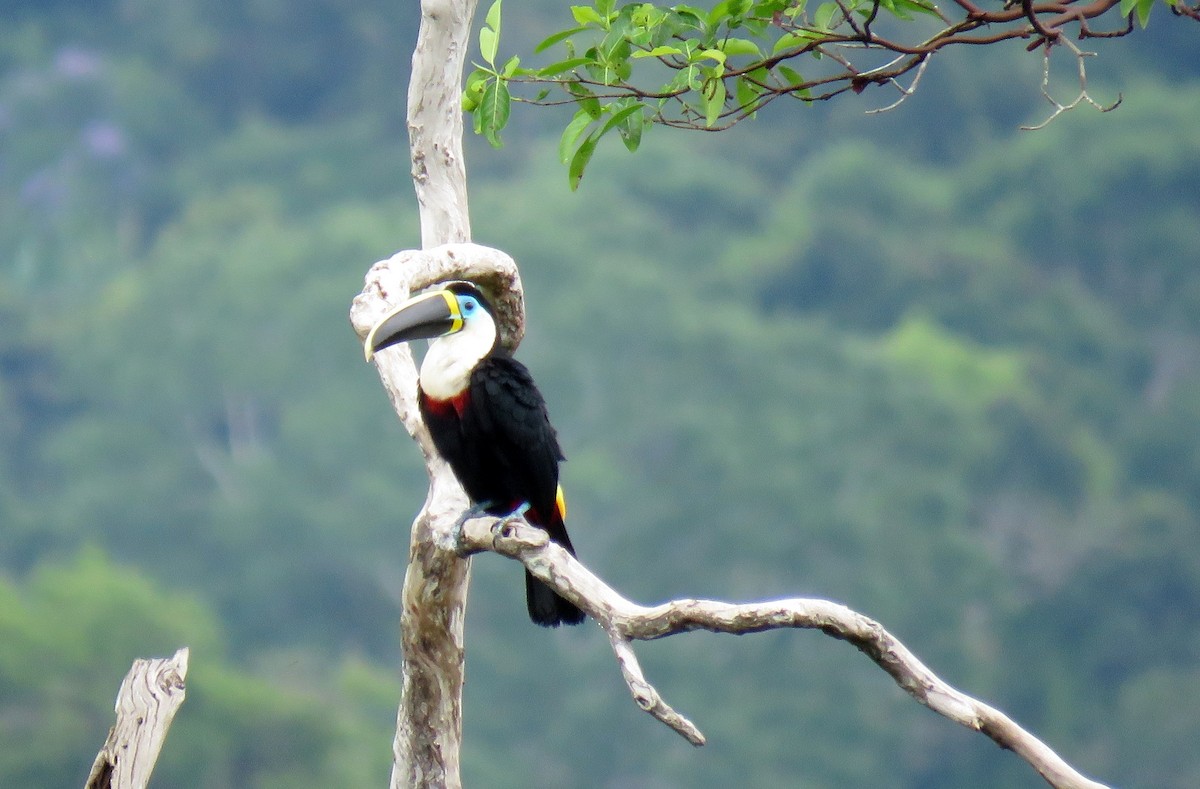 Channel-billed Toucan - ML124915421