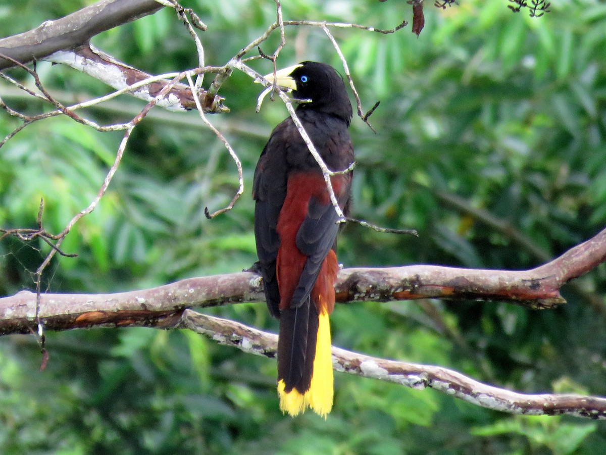 Crested Oropendola - Michael Willison