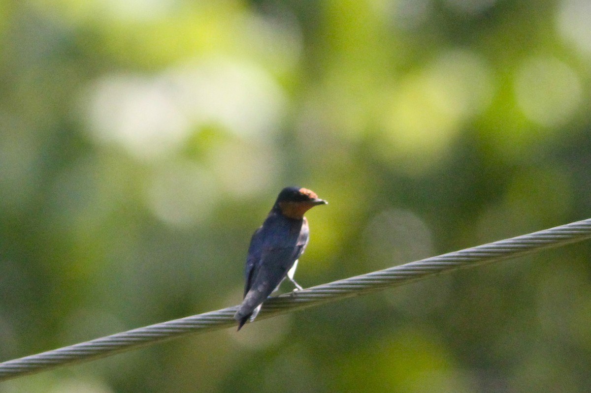 Golondrina del Pacífico - ML124918051