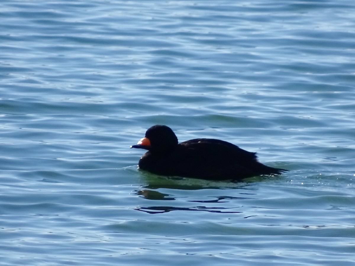 Black Scoter - ML124919151