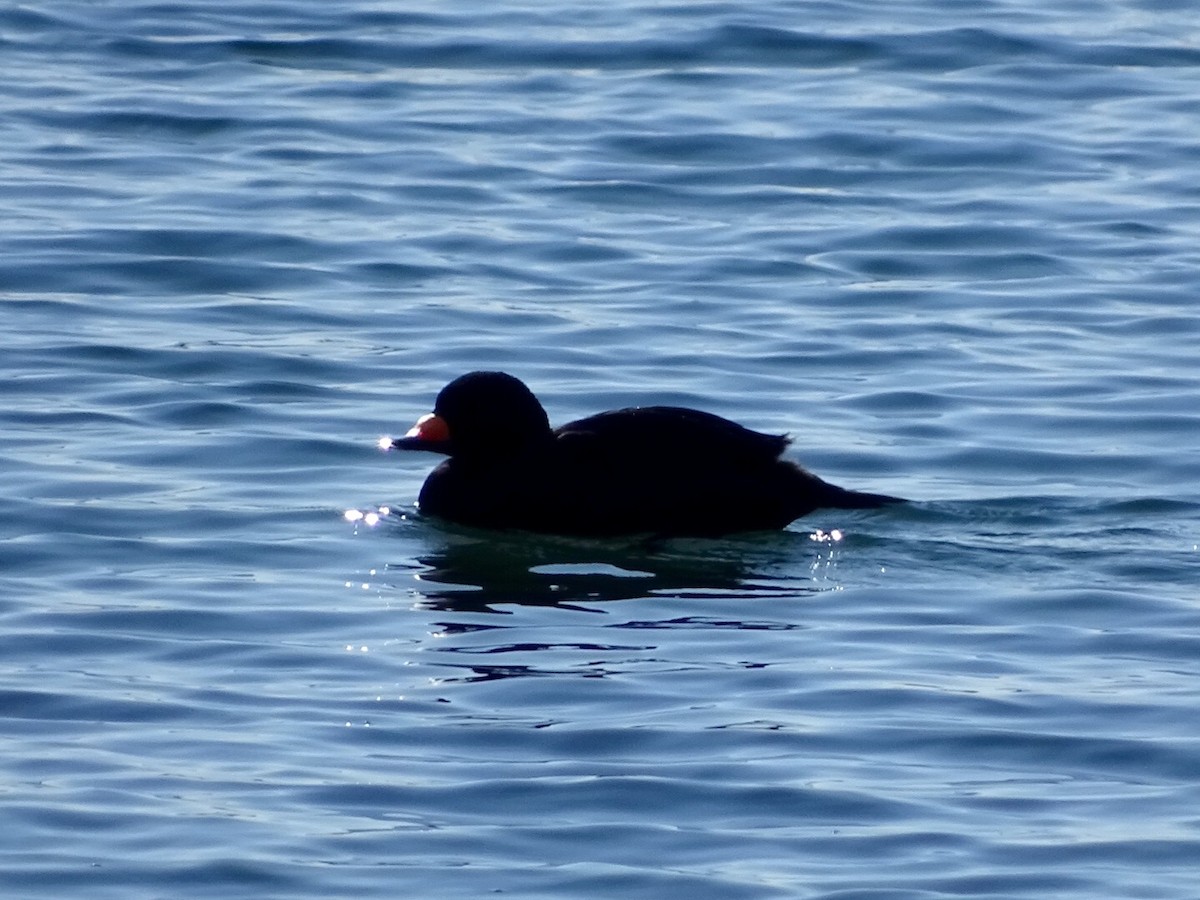 Black Scoter - ML124919161