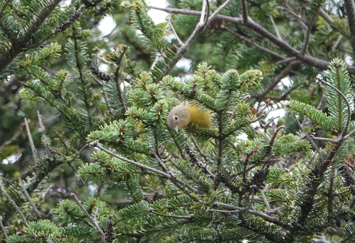 Nashville Warbler - ML124919591
