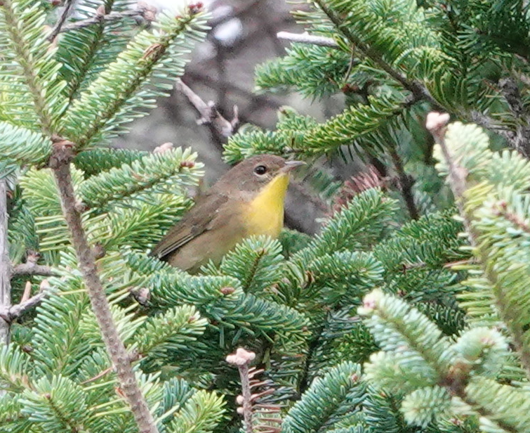 Common Yellowthroat - ML124919781